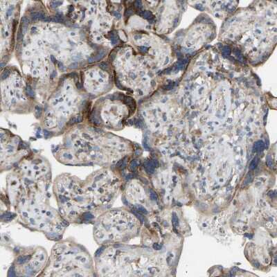 Immunohistochemistry-Paraffin Torsin 1B Antibody