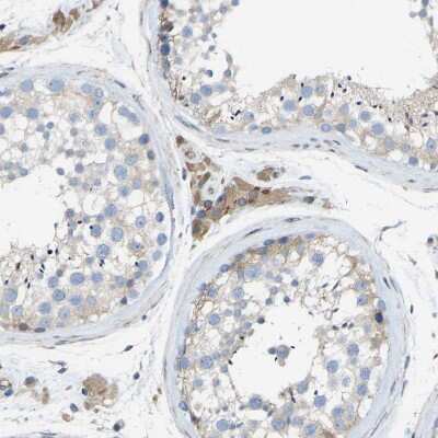 Immunohistochemistry-Paraffin: Torsin 1B Antibody [NBP1-84984] - Staining of human testis shows moderate cytoplasmic positivity in Leydig cells.