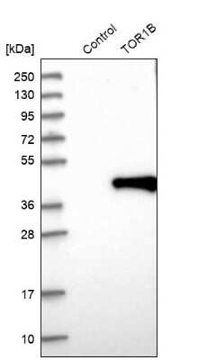 Western Blot: Torsin 1B Antibody [NBP1-84983] - Analysis in control (vector only transfected HEK293T lysate) and TOR1B over-expression lysate (Co-expressed with a C-terminal myc-DDK tag (3.1 kDa) in mammalian HEK293T cells).