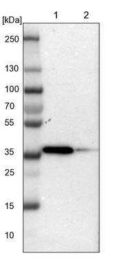 Western Blot: Torsin 1B Antibody [NBP1-84984] - Lane 1: NIH-3T3 cell lysate (Mouse embryonic fibroblast cells). Lane 2: NBT-II cell lysate (Rat Wistar bladder tumor cells).