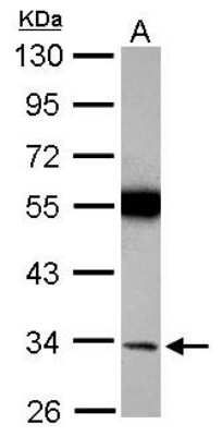 Western Blot: Torsin A Antibody [NBP2-20685] - Sample (30 ug of whole cell lysate) A: U87-MG 10% SDS PAGE gel, diluted at 1:1000.