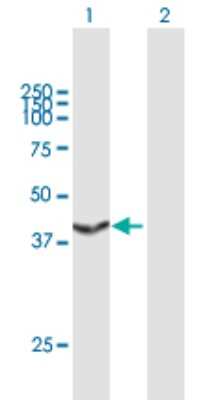 Western Blot: Transaldolase 1 Antibody [H00006888-B01P] - Analysis of TALDO1 expression in transfected 293T cell line by TALDO1 polyclonal antibody.  Lane 1: TALDO1 transfected lysate(37.07 KDa). Lane 2: Non-transfected lysate.