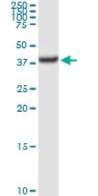 Western Blot: Transaldolase 1 Antibody [H00006888-D01P] - Analysis of TALDO1 expression in HepG2.