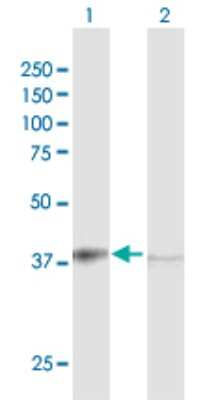 Western Blot: Transaldolase 1 Antibody [H00006888-D01P] - Analysis of TALDO1 expression in transfected 293T cell line by TALDO1 polyclonal antibody.Lane 1: TALDO1 transfected lysate(37.50 KDa).Lane 2: Non-transfected lysate.
