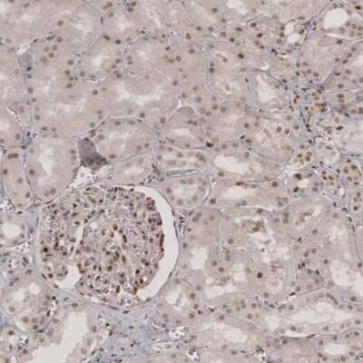 Immunohistochemistry-Paraffin: Transcription factor E3 Antibody [NBP1-89976] - Staining of human kidney shows moderate nuclear positivity in renal glomeruli and tubuli cells.