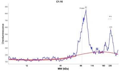 Simple Western: Transcription factor E3 Antibody [NBP1-89976] - Electropherogram image(s) of corresponding Simple Western lane view. Transcription factor E3 antibody was used at 1:30 dilution on RT-4 lysate(s).