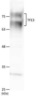 Western Blot: Transcription factor E3 Antibody [NBP1-89976] - Analysis of TFE3 in total lysates of MIN6 mouse insulinoma while cell lysates. Image submitted by a verified customer review.