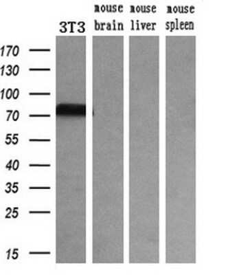 Western Blot: Transferrin Antibody (OTI5G2) - Azide and BSA Free [NBP2-74583] - Analysis of extracts (10ug) from a mouse cell line and 3 different mouse tissues by using anti-TF monoclonal antibody (1:200).