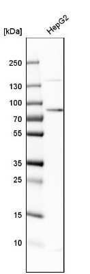 Western Blot: Transferrin Antibody [NBP1-87222] - Analysis in human cell line HepG2.