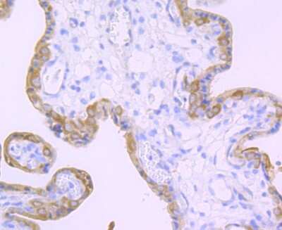 Immunohistochemistry-Paraffin: Transglutaminase 2/TGM2 Antibody (JU30-02) [NBP2-75687] - Analysis of paraffin-embedded human placenta tissue using anti-Transglutaminase 2 antibody. Counter stained with hematoxylin.