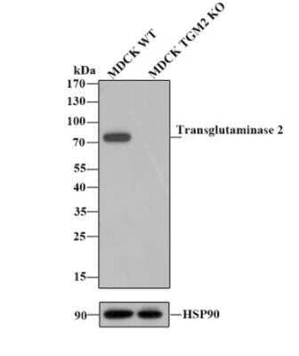Knockout Validated: Transglutaminase 2/TGM2 Antibody (JU30-02) [NBP2-75687] - Lane 1: Wild-type MDCK whole cell lysate. Lane 2: TGM2 knockout MDCK whole cell lysate. NBP2-75687 was shown to specifically react with Transglutaminase 2 in wild-type Hela cells. No band was observed when TGM2 knockout samples were tested. Wild-type and TGM2 knockout samples were subjected to SDS-PAGE. Proteins were transferred to a PVDF membrane and blocked with 5% NFDM in TBST for 1 hour at room temperature. The primary Anti-ransglutaminase 2 antibody ( 1/1,000) and Anti-HSP90 antibody (1/10,000) were used in 5% BSA at room temperature for 2 hours. Goat Anti-Rabbit IgG H&L (HRP) Secondary Antibody at 1:200,000 dilution was used for 1 hour at room temperature.