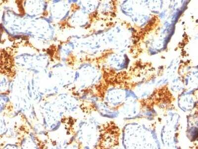 Immunohistochemistry-Paraffin: Transglutaminase 2/TGM2 Antibody (SPM358) - Azide and BSA Free [NBP2-47926] - Human Placenta stained with Transglutaminase II Monoclonal Antibody (TGM2/419)