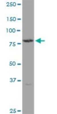 Western Blot: Transglutaminase 4/TGM4 Antibody [H00007047-B01P] - Analysis of TGM4 expression in HeLa.