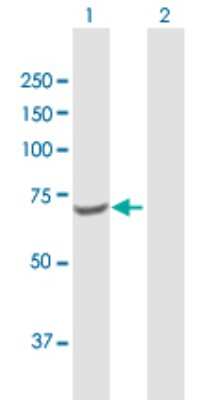 Western Blot: Transketolase Antibody [H00007086-B01P] - Analysis of TKT expression in transfected 293T cell line by TKT polyclonal antibody.  Lane 1: TKT transfected lysate(68.53 KDa). Lane 2: Non-transfected lysate.