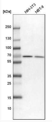 Western Blot: Transketolase Antibody [NBP1-87441] - Analysis in mouse cell line NIH-3T3 and rat cell line NBT-II.