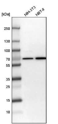 Western Blot: Transketolase Antibody [NBP1-87442] - Analysis in mouse cell line NIH-3T3 and rat cell line NBT-II.