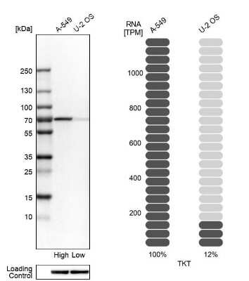 Western Blot: Transketolase Antibody [NBP1-87442] - Analysis in human cell lines A-549 and U2OS using anti-TKT antibody. Corresponding TKT RNA-seq data are presented for the same cell lines. Loading control: anti-HSP90B1.