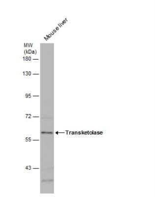 Western Blot: Transketolase Antibody [NBP2-20699] - Mouse tissue extract (50 ug) was separated by 7.5% SDS-PAGE, and the membrane was blotted with Transketolase antibody [N3C2], Internal diluted at 1:1000.