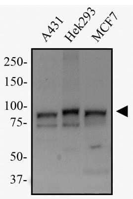 Western Blot: Transportin 1 Antibody (D45) - Azide and BSA Free [NBP2-80991] - Whole cell protein from A431, Hek293 and MCF7 cells was separated on a 7.5% gel by SDS-PAGE, transferred to PVDF membrane and blocked in 5% non-fat milk in TBST. The membrane was probed with 1.0 ug/ml anti-Transportin 1 (D45) in 1% milk, and detected with an anti-mouse HRP secondary antibody using chemiluminescence. Image from the standard format of this antibody.