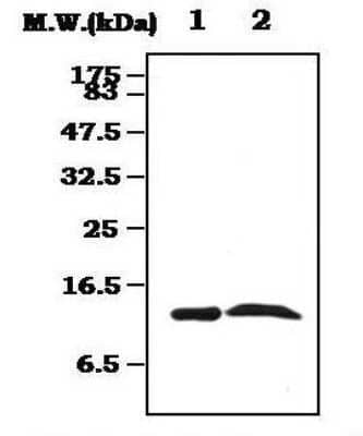Western Blot: Transthyretin/Prealbumin Antibody (9G6) [NBP1-40259] - Analysis of anti-TTR / Transthyretin antibody with human plasma protein. Lane 1: Transthyretin isolated from human plasma. Lane 2 Human plasma.