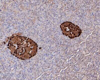 Immunohistochemistry-Paraffin: Transthyretin/Prealbumin Antibody (JF1016) [NBP2-67226] - Immunohistochemical analysis of paraffin-embedded human pancreas tissue using anti-Transthyretin/Prealbumin antibody. The section was pre-treated using heat mediated antigen retrieval with Tris-EDTA buffer (pH 8.0-8.4) for 20 minutes. The tissues were blocked in 5% BSA for 30 minutes at room temperature, washed with ddH2O and PBS, and then probed with the primary antibody (1/200) for 30 minutes at room temperature. The detection was performed using an HRP conjugated compact polymer system. DAB was used as the chromogen. Tissues were counterstained with hematoxylin and mounted with DPX.