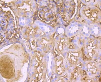 Immunohistochemistry-Paraffin: Transthyretin/Prealbumin Antibody (JM11-43) [NBP2-67227] - Analysis of paraffin-embedded human kidney tissue using anti-TTR antibody. Counter stained with hematoxylin.