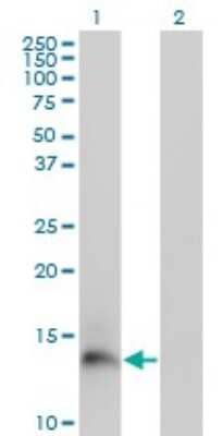 Western Blot: Trappin-2/Elafin/Skalp Antibody (2G20) [H00005266-M02] - Analysis of PI3 expression in transfected 293T cell line by PI3 monoclonal antibody (M02), clone 2G20.Lane 1: PI3 transfected lysate (Predicted MW: 12.3 KDa).Lane 2: Non-transfected lysate.