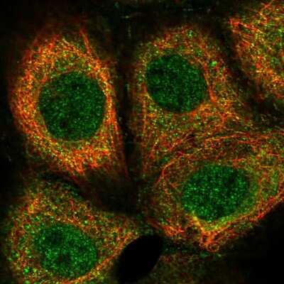 Immunocytochemistry/Immunofluorescence: Trim11 Antibody [NBP1-88609] - Staining of human cell line A-431 shows localization to nucleus & cytosol. Antibody staining is shown in green.