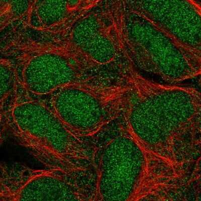 Immunocytochemistry/Immunofluorescence: Trim11 Antibody [NBP2-55401] - Staining of human cell line HEK 293 shows localization to nucleus & cytosol.
