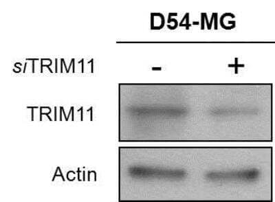 Western Blot Trim11 Antibody