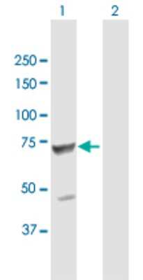Western Blot: Tripeptidyl-Peptidase I/TPP1 Antibody [H00001200-B01P] - Analysis of TPP1 expression in transfected 293T cell line by TPP1 polyclonal antibody.  Lane 1: TPP1 transfected lysate(61.93 KDa). Lane 2: Non-transfected lysate.