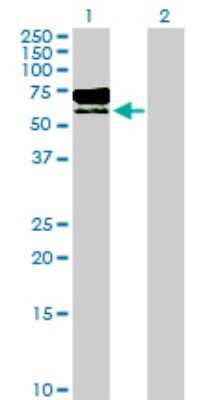 Western Blot: Tripeptidyl-Peptidase I/TPP1 Antibody [H00001200-D01P] - Analysis of TPP1 expression in transfected 293T cell line by TPP1 polyclonal antibody.Lane 1: TPP1 transfected lysate(61.20 KDa).Lane 2: Non-transfected lysate.
