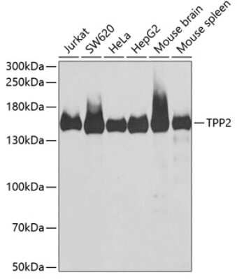 Western Blot Tripeptidyl peptidase II Antibody - BSA Free