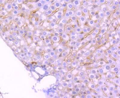Immunohistochemistry-Paraffin: TrkA Antibody (JJ084-04) [NBP2-67841] - Analysis of paraffin-embedded mouse liver tissue using anti-TrkA+B+C antibody. Counter stained with hematoxylin.