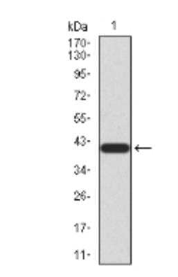 Western Blot: TrkB Antibody (8D2E8) [NBP2-52523] - Analysis using NTRK2 mAb against human NTRK2 (AA: 207-339) recombinant protein. (Expected MW is 40.6 kDa)