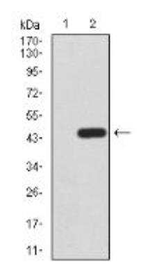 Western Blot: TrkB Antibody (8D2E8) [NBP2-52523] - Analysis using NTRK2 mAb against HEK293 (1) and NTRK2 (AA: 207-339)-hIgGFc transfected HEK293 (2) cell lysate.