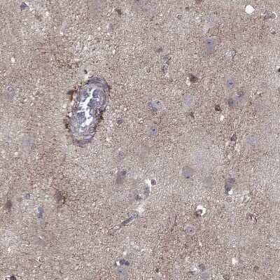 Immunohistochemistry-Paraffin: TrkB Antibody [NBP3-16988] - Staining of human cerebral cortex shows high expression.