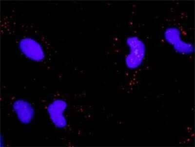Proximity Ligation Assay: TrkB Antibody [H00004915-D01P] - Analysis of protein-protein interactions between NTRK2 and NTF4. HeLa cells were stained with anti-NTRK2 rabbit purified polyclonal 1:1200 and anti-NTF4 mouse monoclonal antibody 1:50. Each red dot represents the detection of protein-protein interaction complex, and nuclei were counterstained with DAPI (blue).