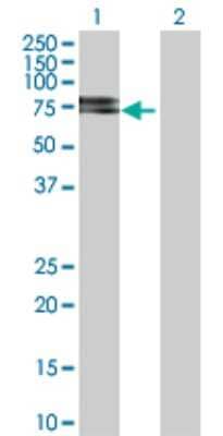 Western Blot: TrkB Antibody [H00004915-D01P] - Analysis of NTRK2 expression in transfected 293T cell line by NTRK2 polyclonal antibody.Lane 1: NTRK2 transfected lysate(53.10 KDa).Lane 2: Non-transfected lysate.