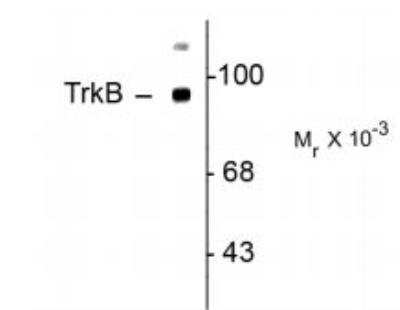 Western Blot: TrkB Antibody [NBP2-29660] - rat synaptic membrane preparation showing    specific immunolabeling of the ~ 93k TrkB protein.