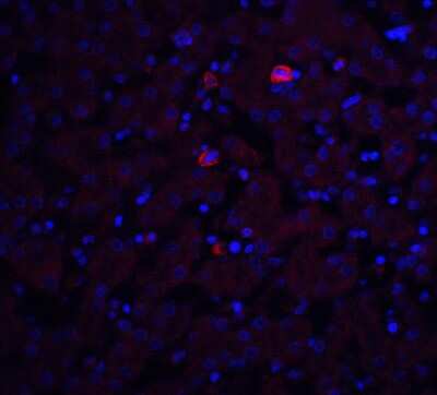 Immunocytochemistry/Immunofluorescence: Trophinin Antibody [NBP2-41320] - Staining of Trophinin in mouse liver tissue with Trophinin antibody at 20 ug/ml.