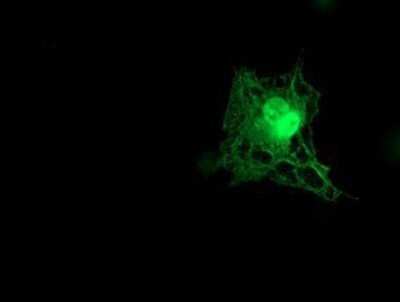 Immunocytochemistry/Immunofluorescence: Tropomodulin 1 Antibody (OTI2C2) - Azide and BSA Free [NBP2-74632] - Staining of COS7 cells transiently transfected by pCMV6-ENTRY Tropomodulin 1.