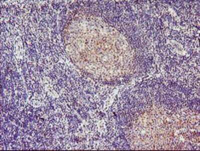 Immunohistochemistry: Tropomodulin 1 Antibody (OTI2C2) - Azide and BSA Free [NBP2-74632] - Staining of paraffin-embedded Human tonsil using anti-Tropomodulin 1 mouse monoclonal antibody.