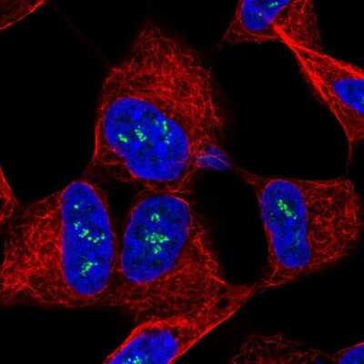 Immunocytochemistry/ Immunofluorescence Tropomodulin 2 Antibody