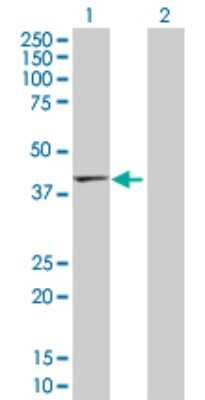 Western Blot: Tropomodulin 2 Antibody [H00029767-D01P] - Analysis of TMOD2 expression in transfected 293T cell line by TMOD2 polyclonal antibody.Lane 1: TMOD2 transfected lysate(39.60 KDa).Lane 2: Non-transfected lysate.