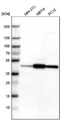 Western Blot: Tropomodulin 3 Antibody [NBP1-86870] - Western blot analysis in mouse cell line NIH-3T3, rat cell line NBT-II and rat cell line pC12.