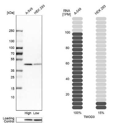 Western Blot Tropomodulin 3 Antibody