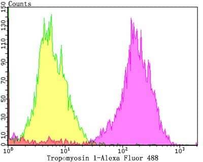 Flow Cytometry: Tropomyosin-1 Antibody (JG38-66) [NBP2-75689] - Analysis of MCF-7 cells with Tropomyosin 1 antibody at 1/100 dilution (purple) compared with an unlabelled control (cells without incubation with primary antibody; yellow).  Alexa Fluor 488-conjugated goat anti-rabbit IgG was used as the secondary antibody.