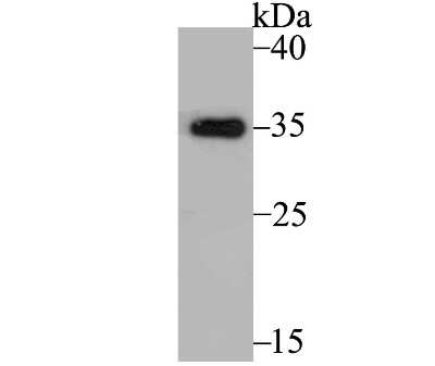 Western Blot: Tropomyosin-1 Antibody (JG38-66) [NBP2-75689] - Analysis of Tropomyosin 1 on rat heart tissue using anti-Tropomyosin 1 antibody at 1/1,000 dilution.