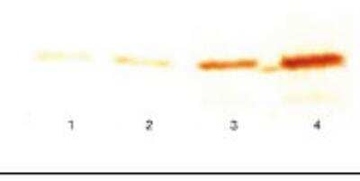 Western Blot: Troponin I Type 3 (cardiac) Antibody (16A11) [NB100-73082] - Detection of cTnl . After SDS-PAGE cTnl was transferred to nitrocellulose membrane and probed by 176A11 Mabs and then by HRP-conjugated goat anti-mouse IgG antibodies. Substrate-diaminobenzidine. Lane 1: 3 ng cTnl, lane 2: 10 ng cTnl, lane 3: 30 ng cTnl, lane 4: 100 ng cTnl.